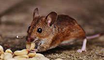 24 Hour & Emergency Exterminators in Massies Mill, VA